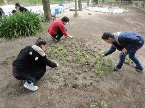 Os alunos cuidam das plantas aromáticas.